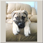 Ginger and Clints 11-07 Chaucer aka Winston 08.jpg